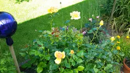 20150711_094431.webp