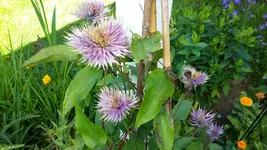 20150711_095237.webp