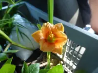 002.webp