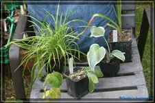 006.webp