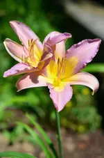 1KarlSeagar.webp