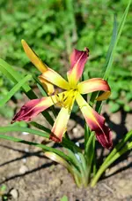 1Philliscantini.webp