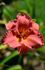 1Smokymountainoutum.webp