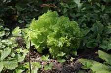 schattensalat.jpg