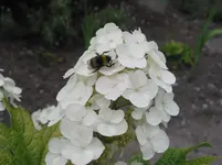 017.webp