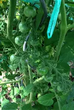 Tomate Besser.jpg