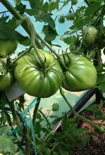 Tomate Riehen.jpg