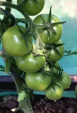 Tomate Zlatava 2.webp