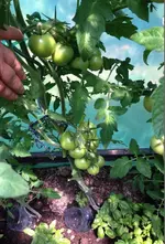 Tomate Zlatava.jpg
