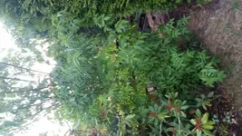 20150711_204217.webp