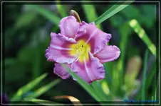 Albert 235.webp