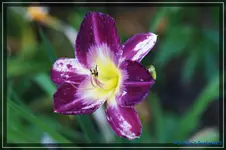 Albert 243.webp