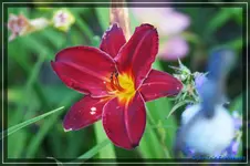 Douglas Dale.webp