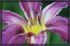 Evening See.webp
