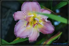 Lavender Romance.webp