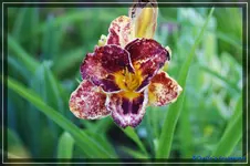 Wait until Dark.webp