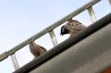 Familie Spatz-2_0004.webp