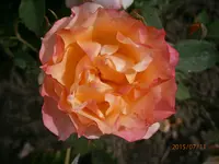P7110665.webp