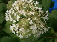 P7110669.webp
