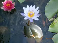 P7110674.webp