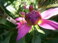 P7110679.webp