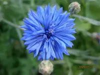 P7110680.webp