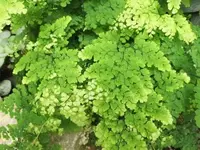 Bilda063.webp
