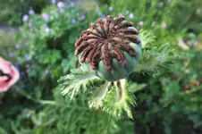 DSCF1847.webp