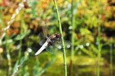 libelle.webp