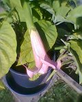 Foto0073.jpg