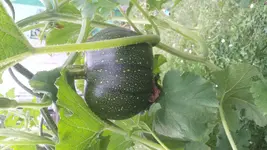 hochbeet2.webp
