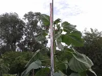 20150712_121145.webp