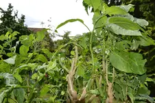 Engelstrompeten_0001.webp