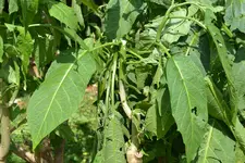 Engelstrompeten_0002.webp