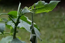 Engelstrompeten_0003.webp