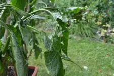 Engelstrompeten_0004.webp