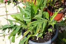 Canna_0001.webp