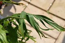 Canna_0002.webp