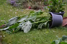 Canna_0003.webp