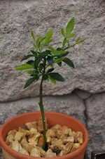 DSC_1007.jpg