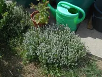 vielleicht_thymian.webp