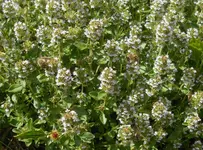 vielleicht_thymian_2.webp