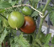 tomate.webp tomate.webp