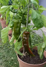 spitzpaprika.webp spitzpaprika.webp