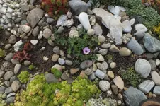 DSCF2153.jpg