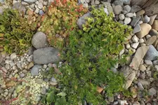 DSCF2157.webp