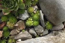 DSCF2160.webp