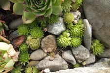 DSCF2161.webp