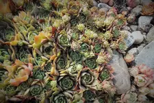 DSCF2165 (2).webp