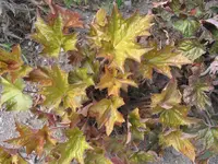 004.webp